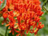 Butterflyweed (Asclepias Tuberosa)