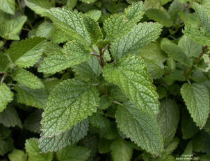 Lemon Balm Extract (Melissa Officinalis)