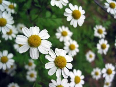 Chamomile Capsule (Anthemis Nobilis)