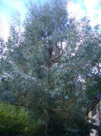 Eucalyptus Capsule (Eucalyptus Globulus)