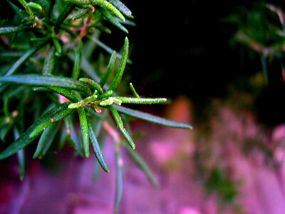 Rosemary (Rosmarimus Officinalis)