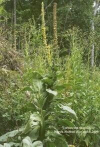 Mullein Flowers Capsule  (Verbascum Thapsus)