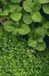 Nervine