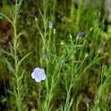 Urinary