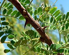 Cat's Claw