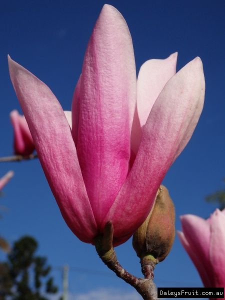 Magnolia - Heaven Scent 200mm