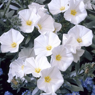 Convolvulus 140mm Pot