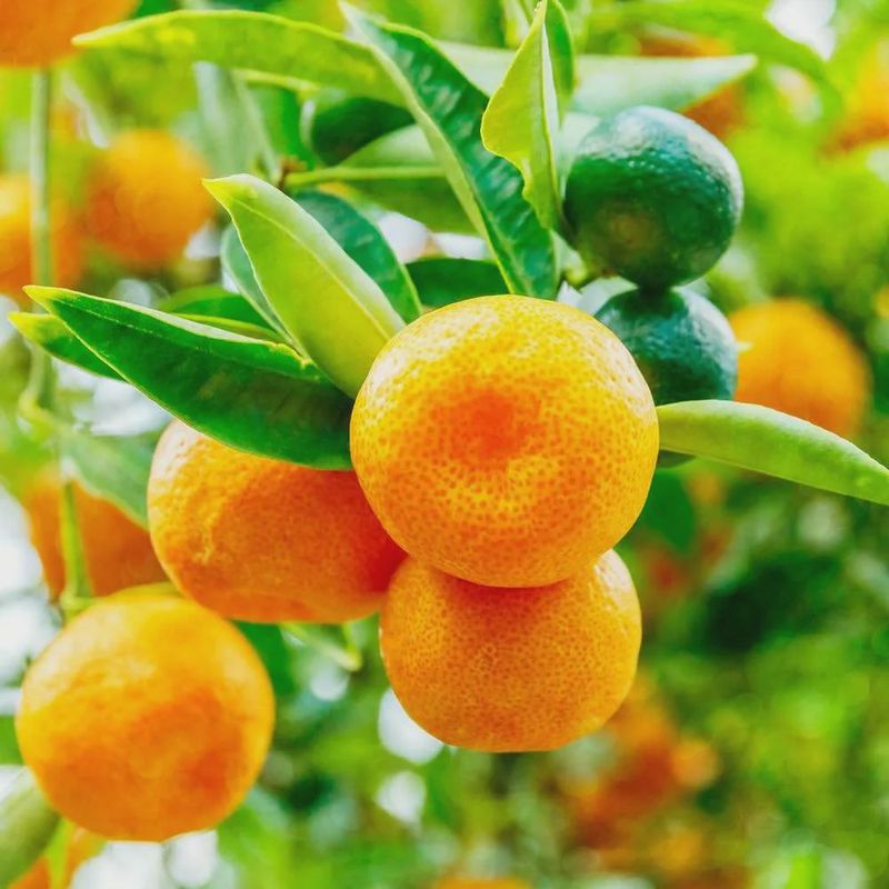 Calamondin Green Cumquat 25cm - 2.4