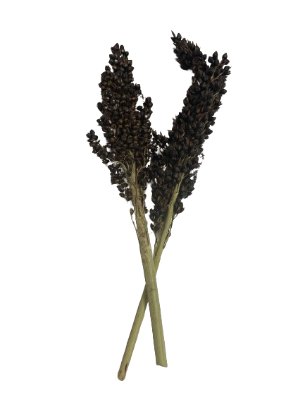 Svart Sorghum