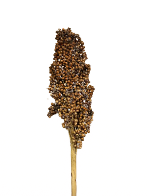 Vit Sorghum
