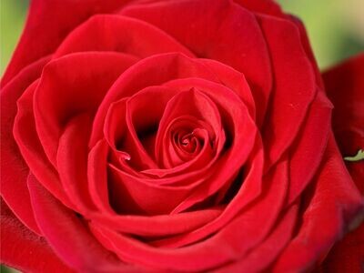 VALENTINES DAY  DOZEN RED ROSE BOUQUET - AVAILABLE SATURDAY 14th FEBRUARY ONLY