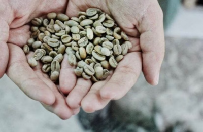 Grains de café vert BIO, café vert-500g