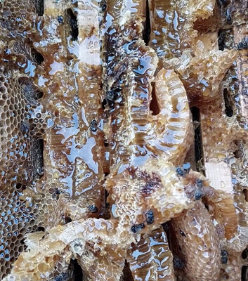 Chhad miel Arbi 🍯-400g+ - شهد العسل عربي