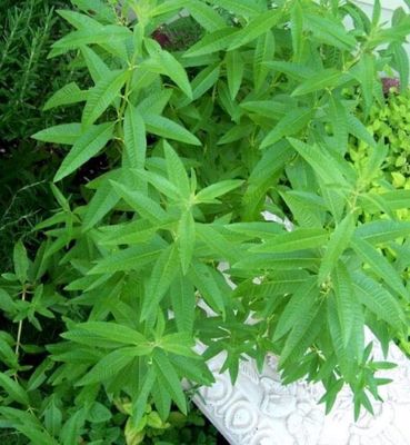 Feuilles de verveine de la Tunisie 🇹🇳 Bio 25g -طرنجية تونسية بجودة ممتازة نظيفة