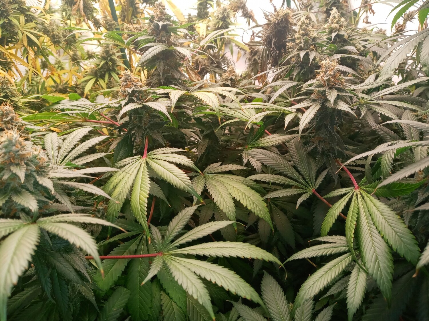 Sumo Grande X Gold Leaf (Regular) 10 seeds