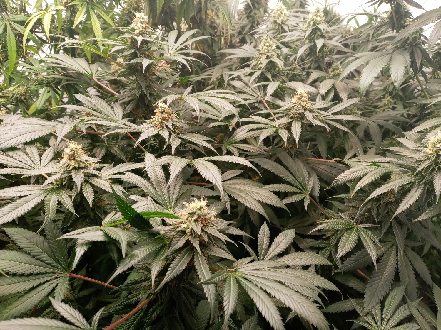 Sumo Grande X Grand Daddy Purple (Regular) 10 seeds