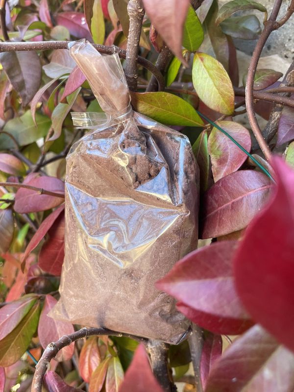 Mélange Chocolat chaud Speculoos