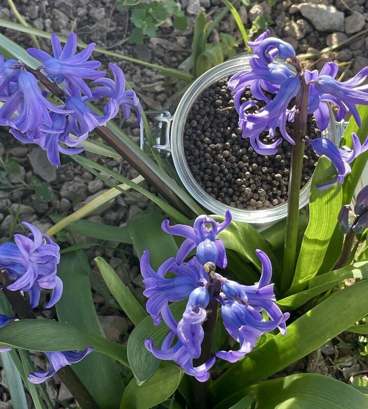 Poivre Noir du Penja