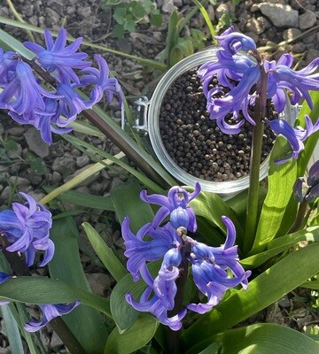 Poivre Noir du Penja Poivre Noir du Penja