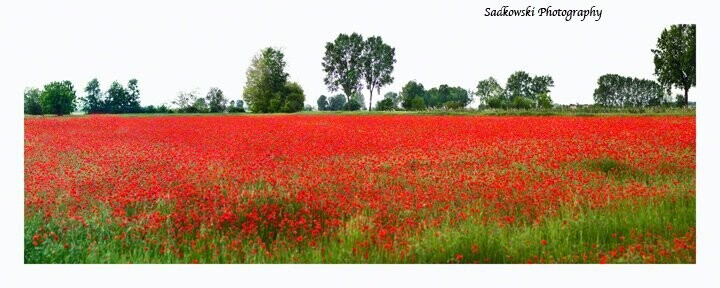 Poppy Field Modena