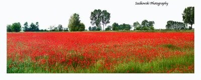 Poppy Field Modena