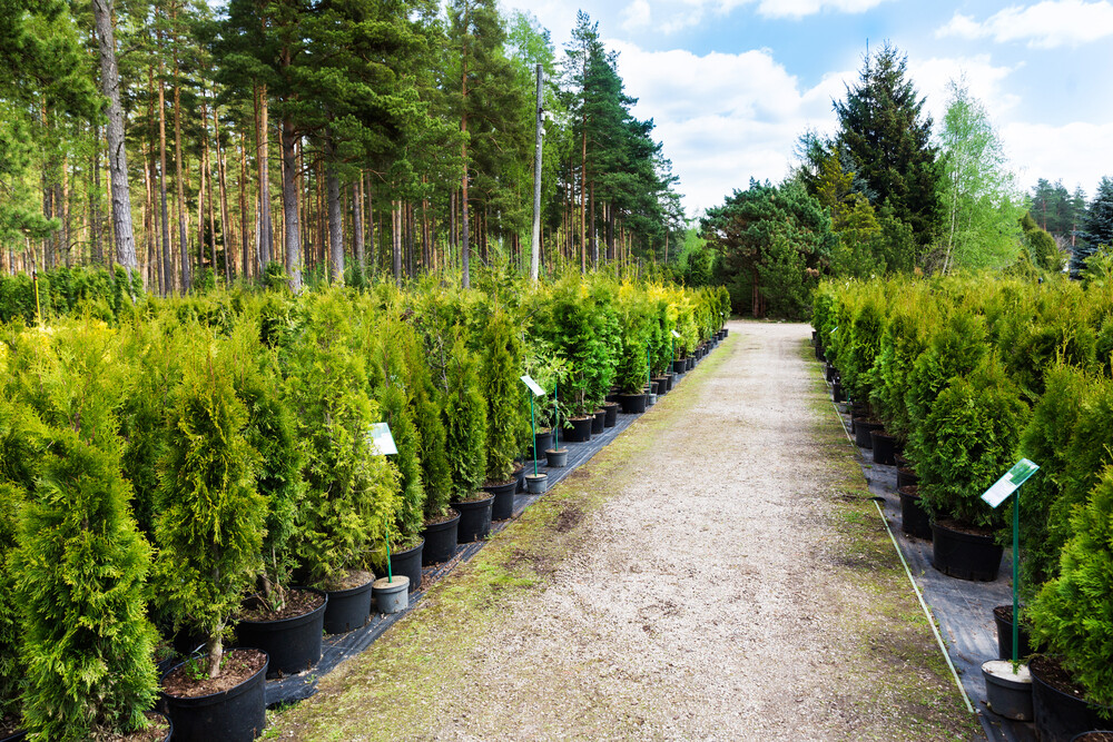 Native Irish Trees