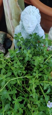 Check-In Herbal Consultation 30mins