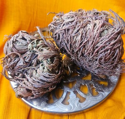 Rose of Jericho