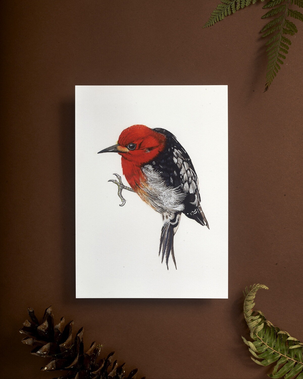 Sphyrapicus ruber &quot;Red Breasted Sapsucker&quot; Bird Art Print