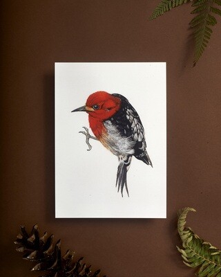 Sphyrapicus ruber "Red Breasted Sapsucker" Bird Art Print