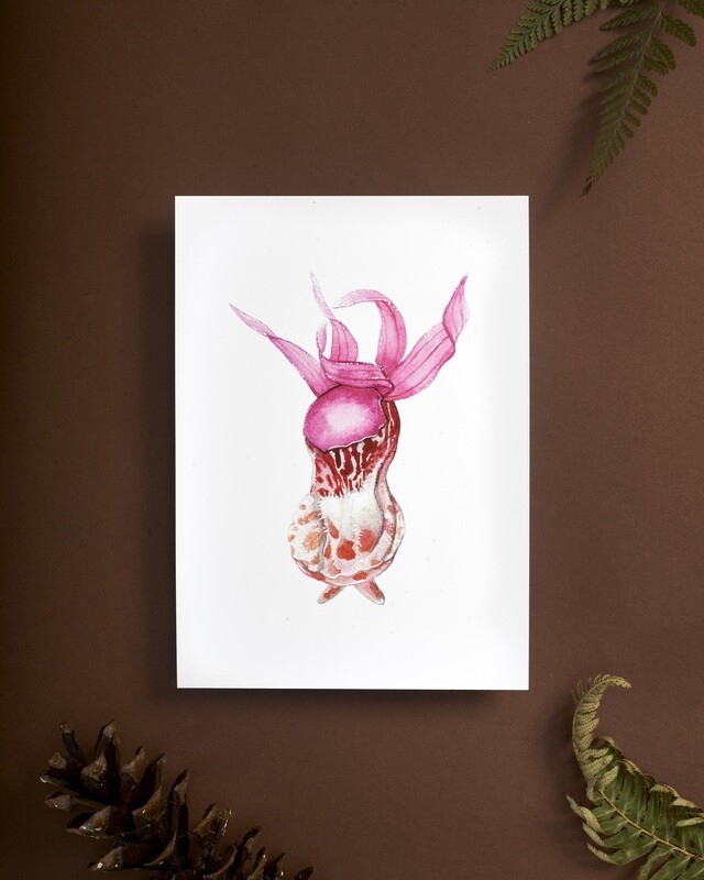 Fairy Slipper Orchid Flower Art Print