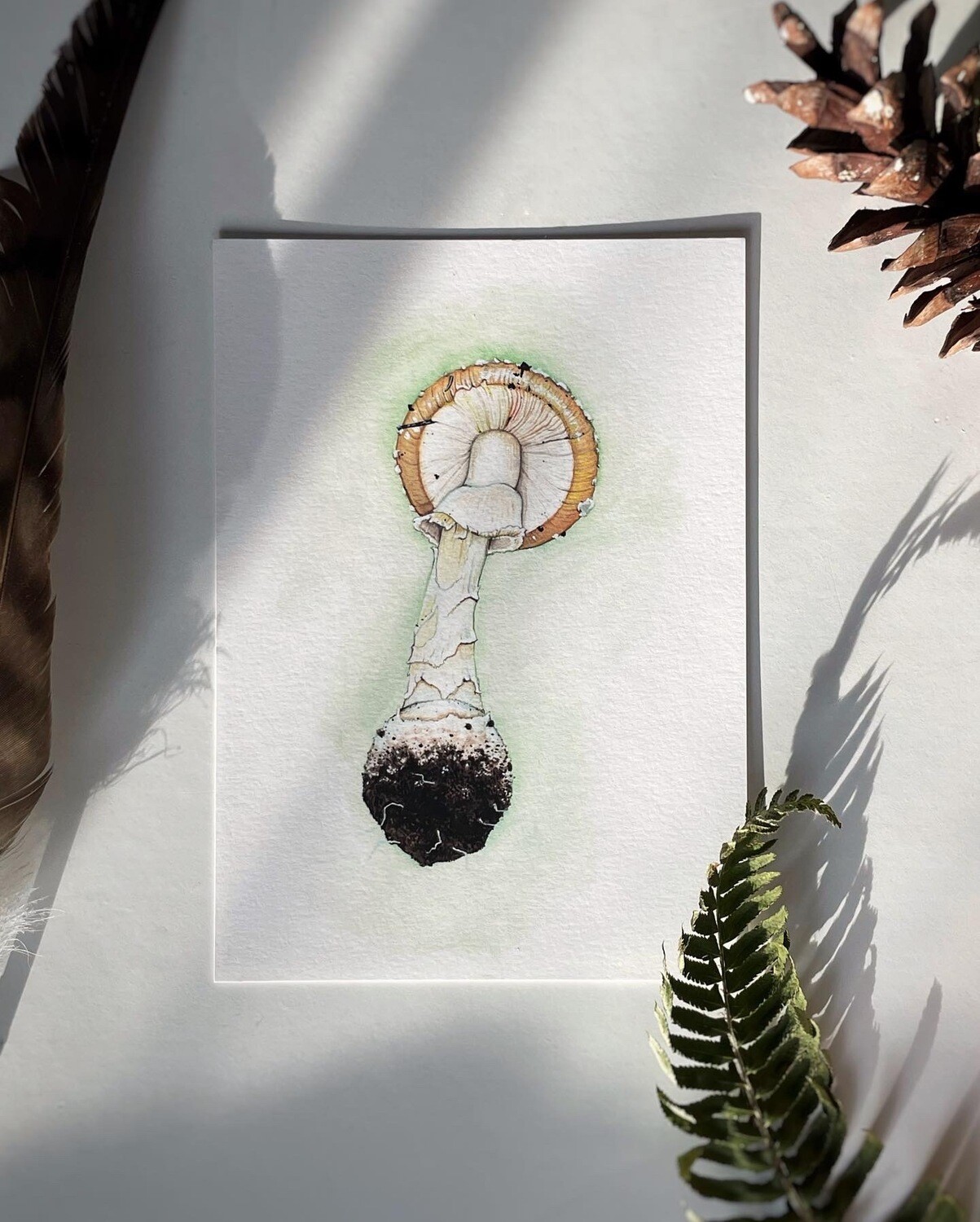 Amanita Pantherina Art Print