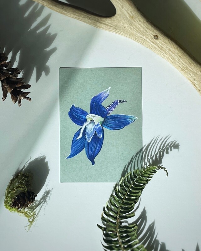 Larkspur Flower Art Print