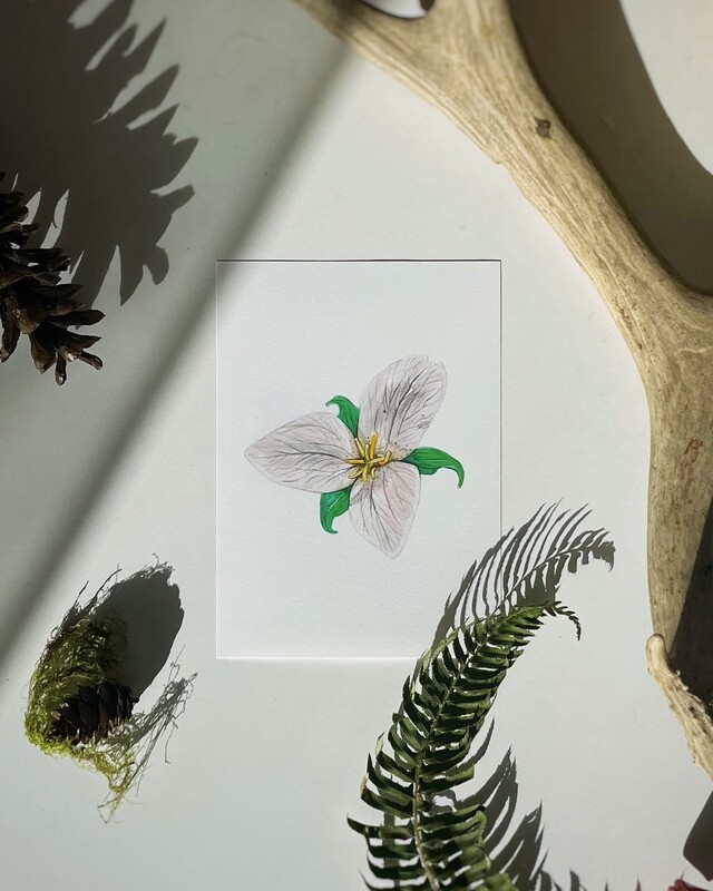 Pacific Trillium Art Print