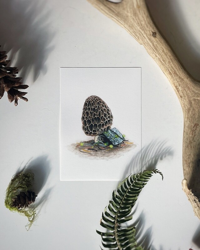 Morel Mushroom Art Print