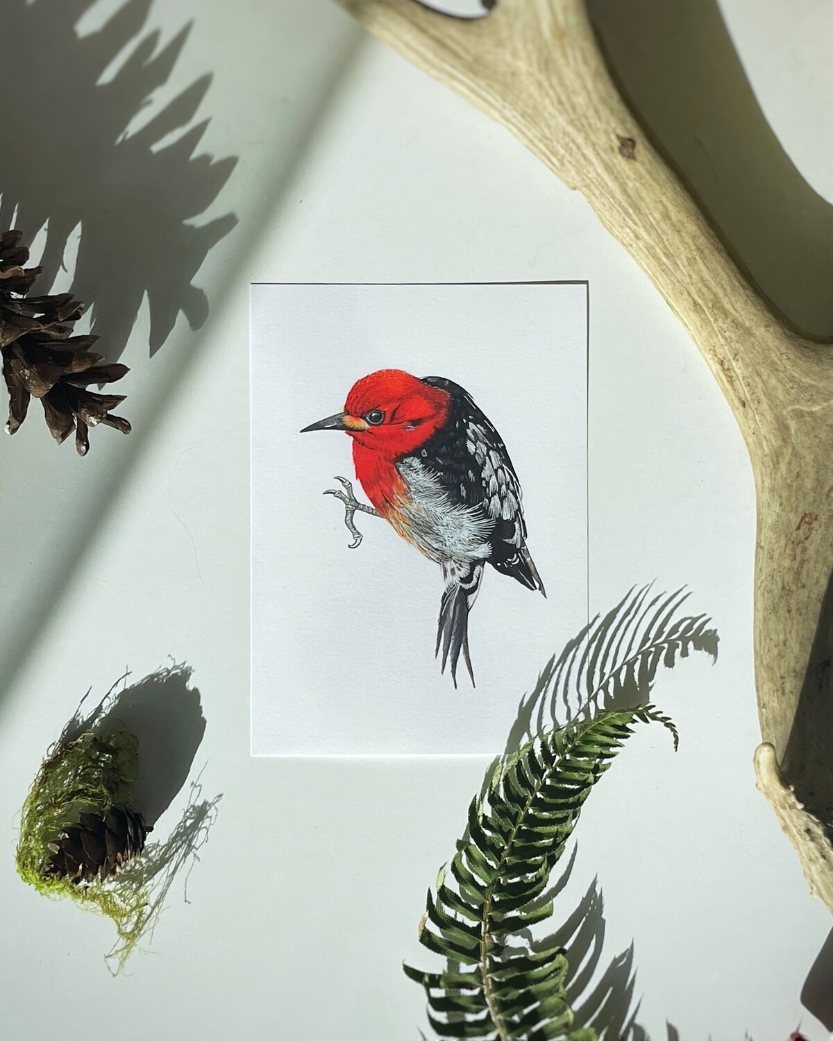 Red Breasted Sapsucker Art Print