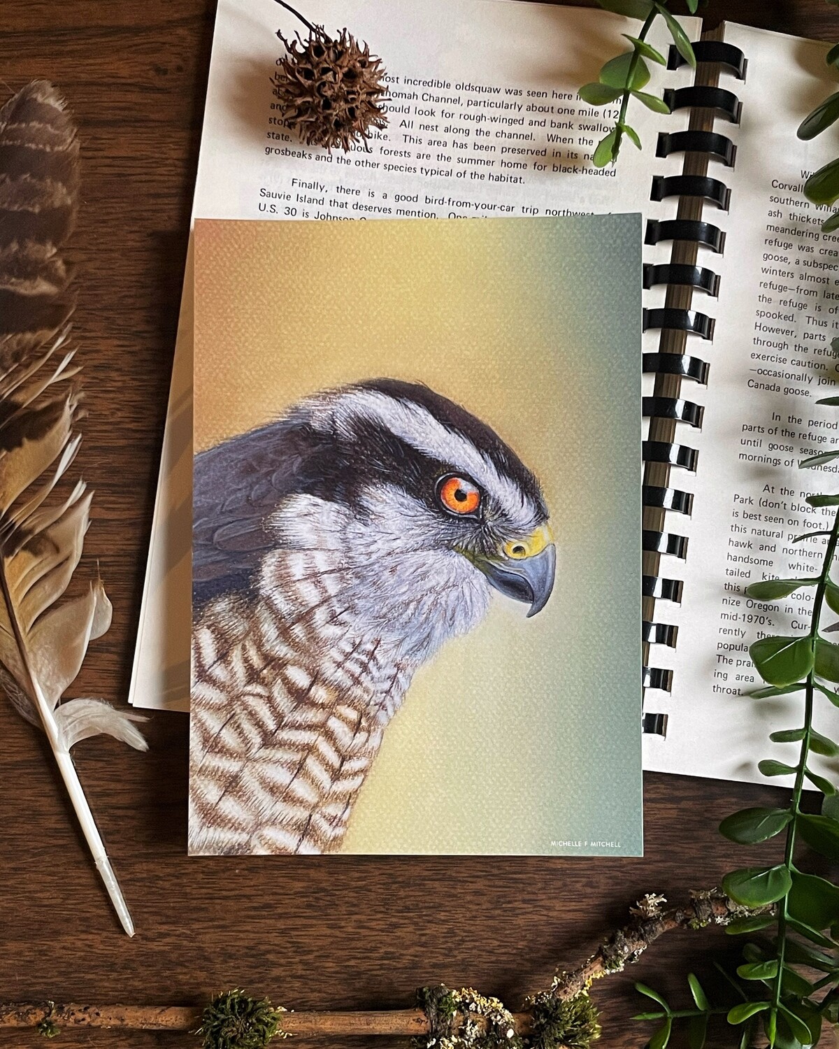Goshawk Art Print