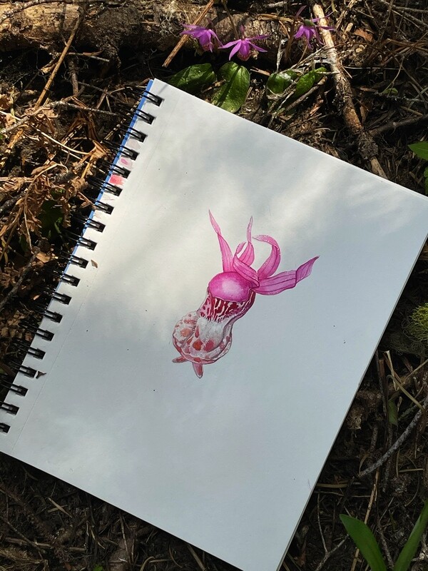Original painting- Fairy Slipper Orchid