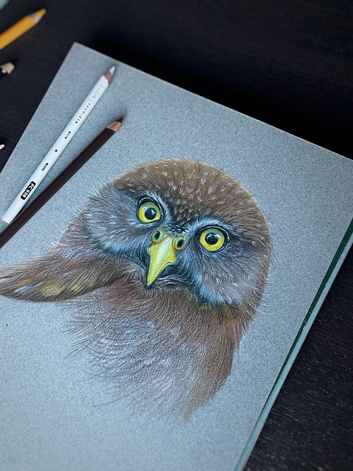 Original Drawing- Western Pygmy Owl Study