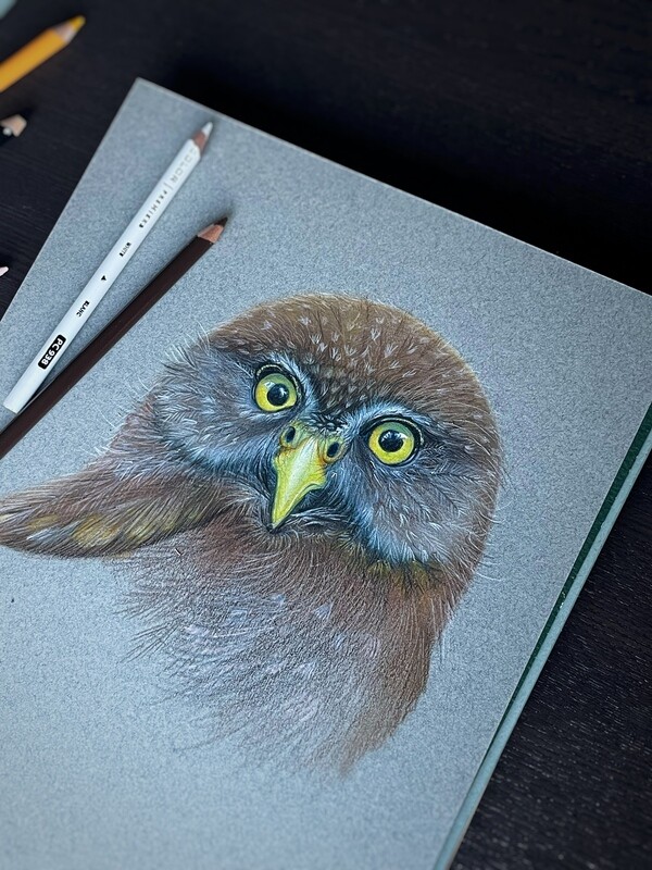 Original Drawing- Western Pygmy Owl Study