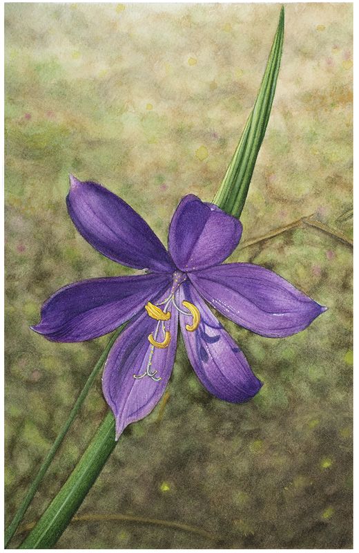 Original Painting- Grass Widow Wildflower