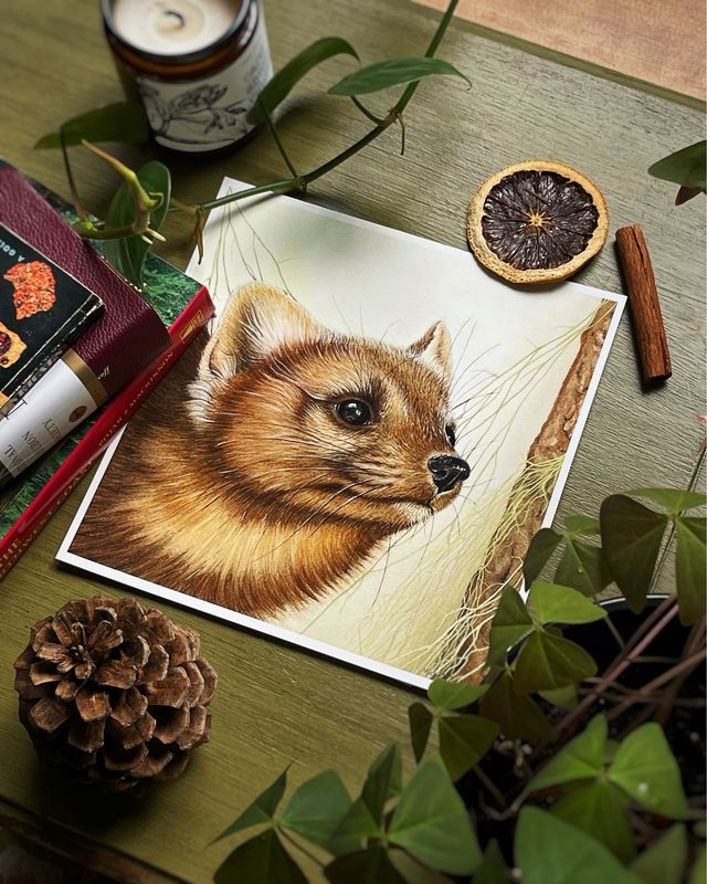 Pacific Marten Art Print