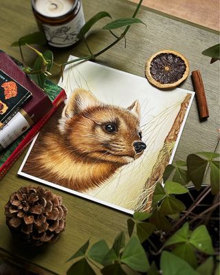 Pacific Marten Art Print