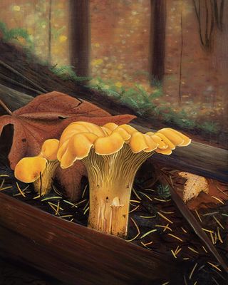 Golden Hour Chanterelle Print, Autumn Mushroom Wall Art , Acrylic Mushroom Painting