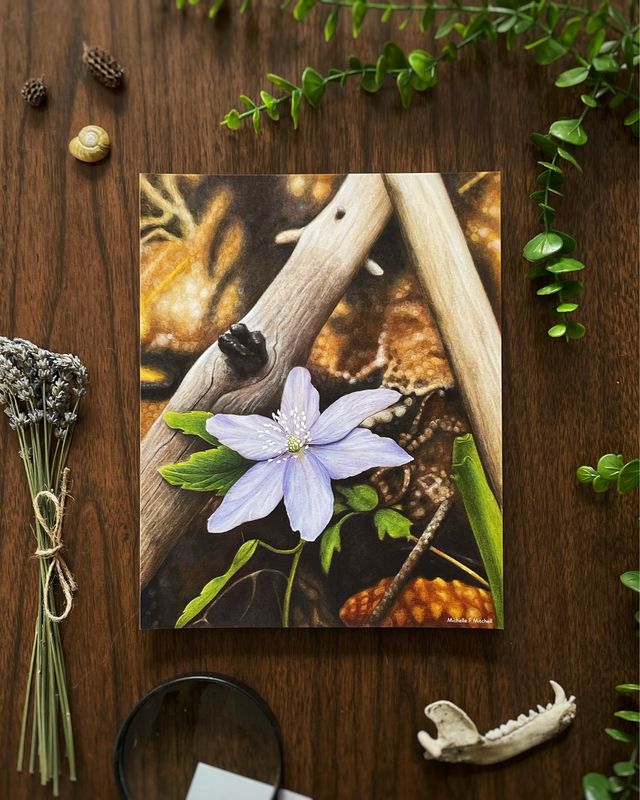 Oregon Anemone Flower Art Print - Botanical Nature Wall Decor