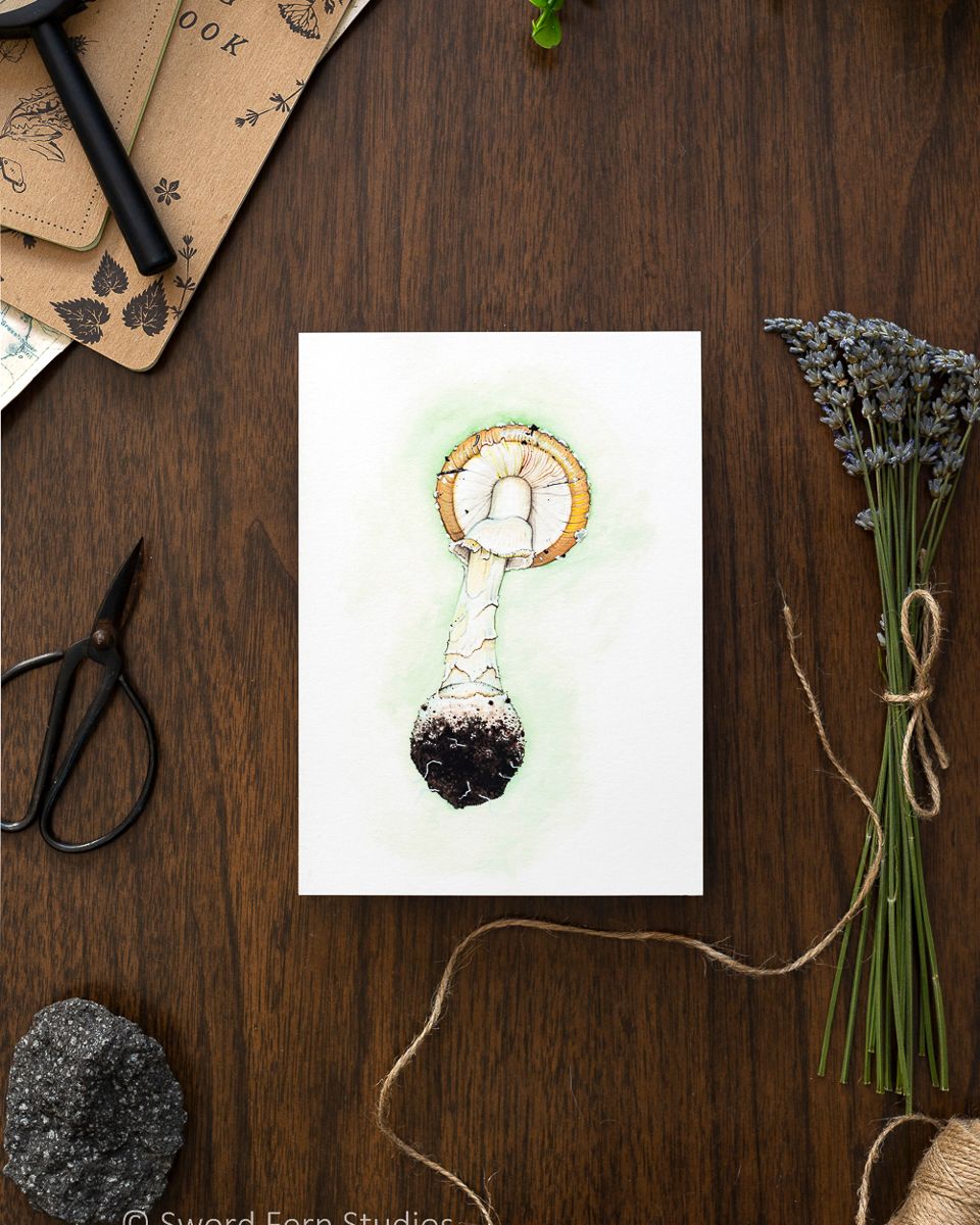 Amanita Pantherina &quot;Panther cap&quot; Art Print