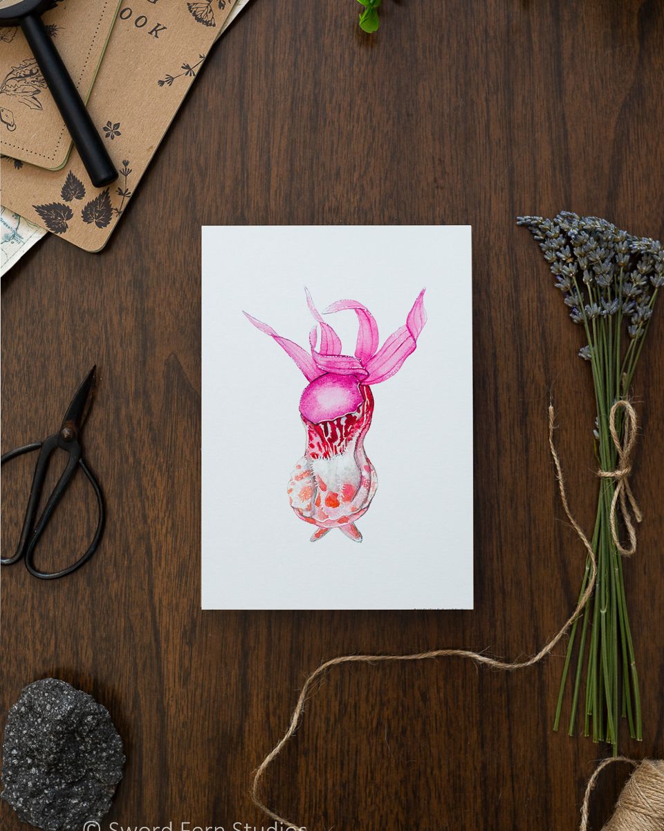 Fairy Slipper Orchid Flower Art Print