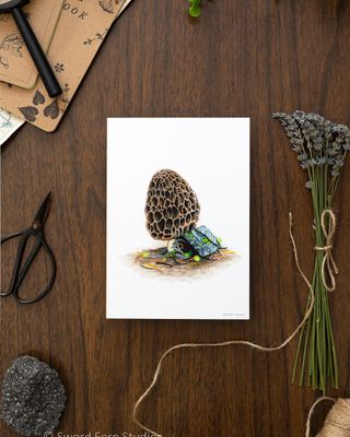 Morel Mushroom Art Print