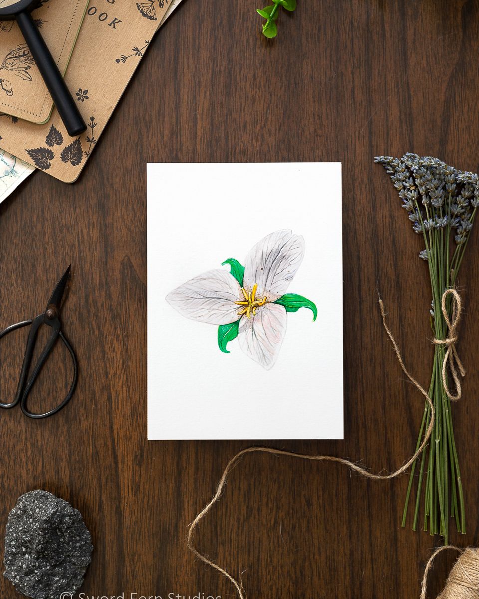 Pacific Trillium Art Print