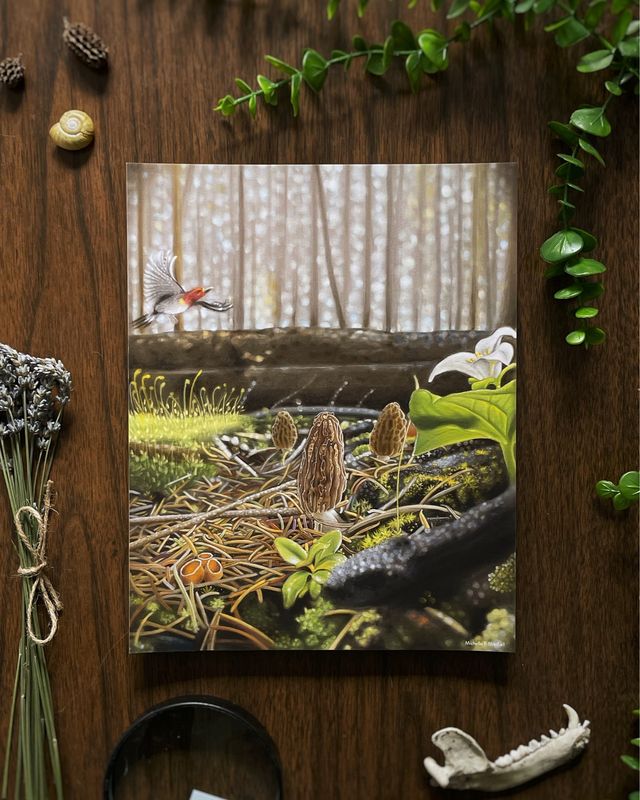 Burn Morels Mushroom Art Print - Forest Conservation Wall Decor, Morel Mushroom Artwork